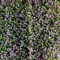 SIEPE ARTIFICIALE 1X1M DECORATIVA    MZ189003G