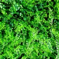 SIEPE ARTIFICIALE 1X1M DECORATIVA    MZ189009A