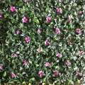 SIEPE ARTIFICIALE 1X1M DECORATIVA    MZ189010A